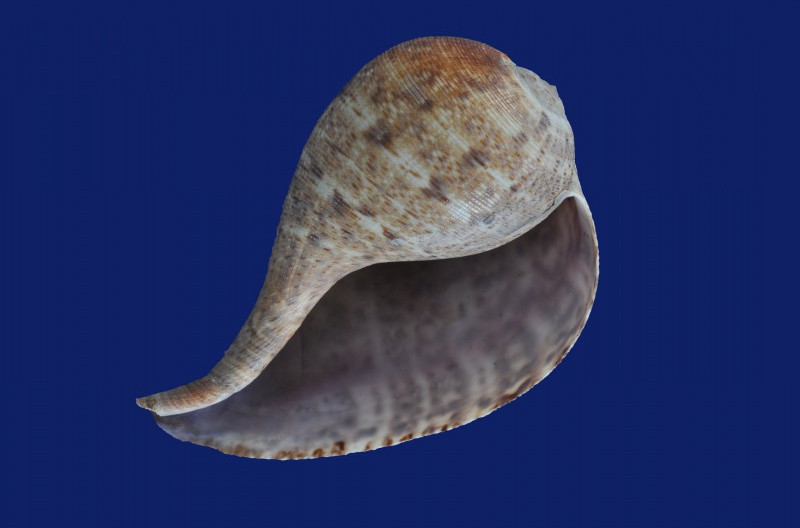  p>花球枇杷螺是一种异足目枇杷螺科类生物.