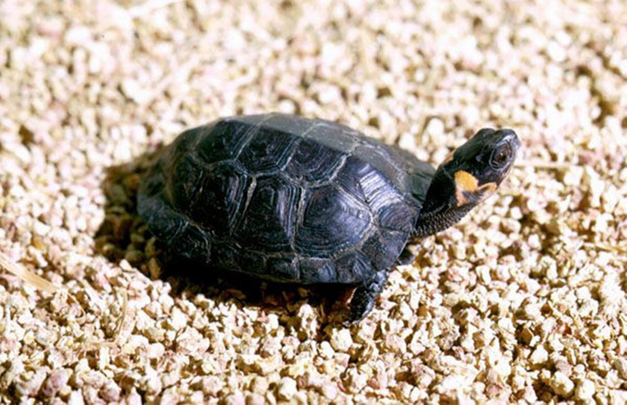  p>牟氏水龟,别名沼泽龟.龟科水龟属.