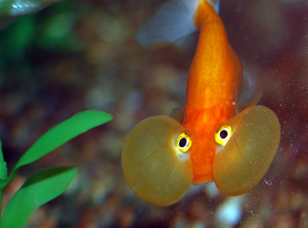  p>水泡金鱼(英文名:bubble eye),又名 a href="#" data-lemmaid="