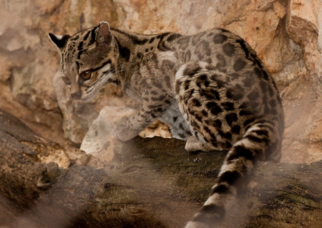  p>长尾虎猫(学名: i>leopardus wiedii /i>):是体型较大的 a href="