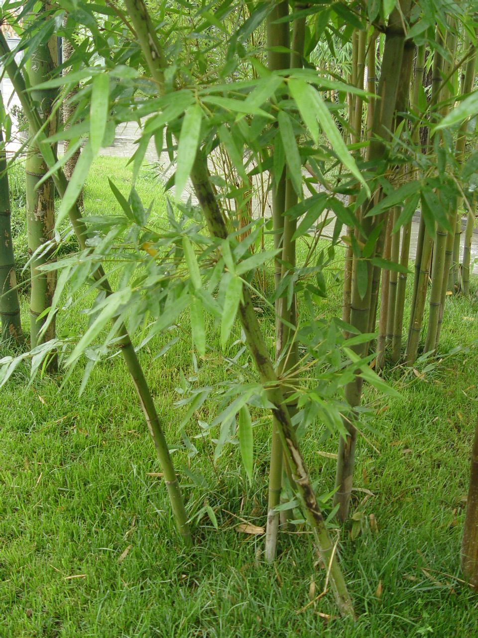  p>单竹(学名: b> i>bambusa cerosissima mccl