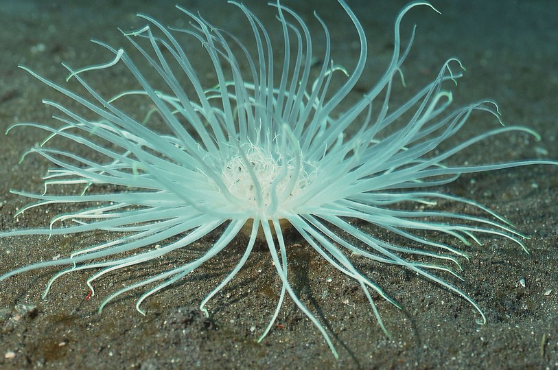  p>水生动物(aquatic animal)是指主要在水中生活的动物.