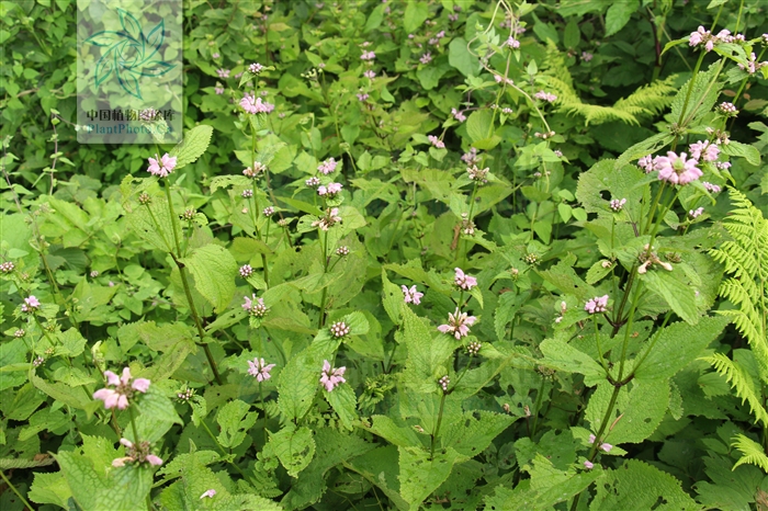  p>大叶糙苏(学名: i>phlomis maximowiczii /i> regel)是唇形科糙苏