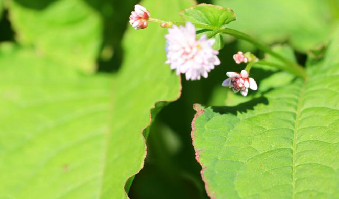  p>尼泊尔蓼,一年生草本.