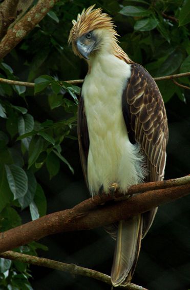  p>食猿雕(学名: i>pithecophaga jefferyi /i>):也称作菲律宾雕.