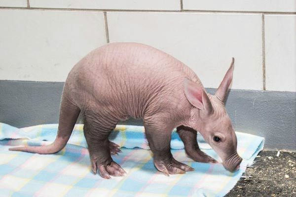  p>土豚 i>(学名:orycteropus afer) /i>又叫非洲 a target="_blank"