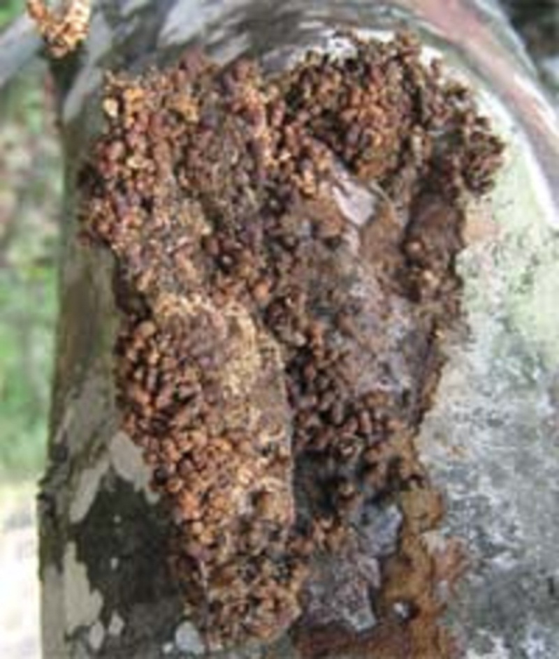  p>茶木蛾,别名茶堆砂蛀, a target="_blank" href="/item/茶枝木掘蛾