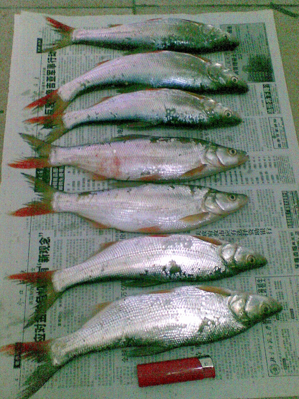  p>鱼类,属鲤形目,鲤科,鲌亚科,鲌属.