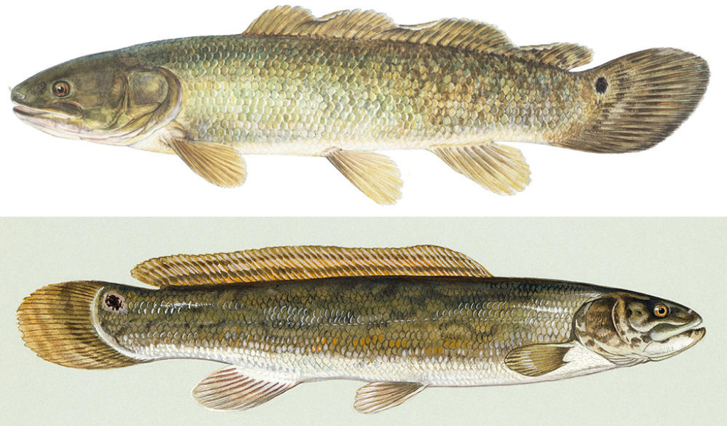  p>弓鳍鱼亚目是 a target="_blank" href="/item/全骨鱼类/7644900"