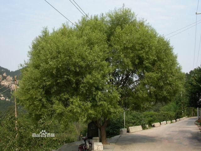 与其原变型具有树冠半圆形,如同馒头状的特点. /p>