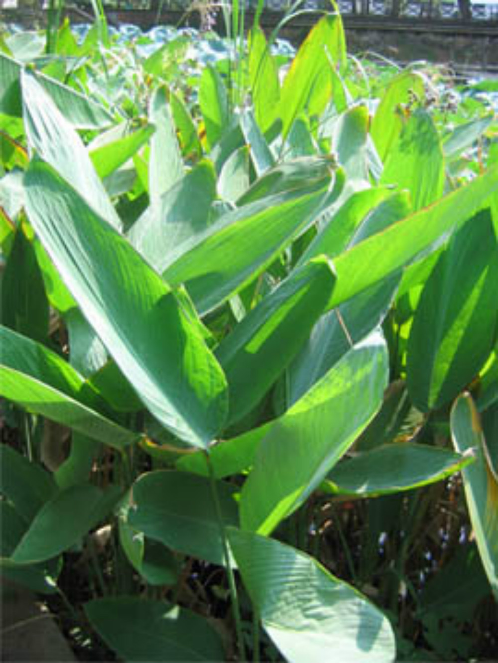  p>苳叶科,为单子叶植物,约30属,400种以上.