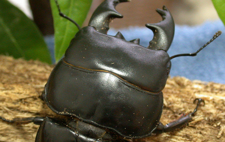 全球记载近800种,中国记载约150种.锹甲科体多为黑色或