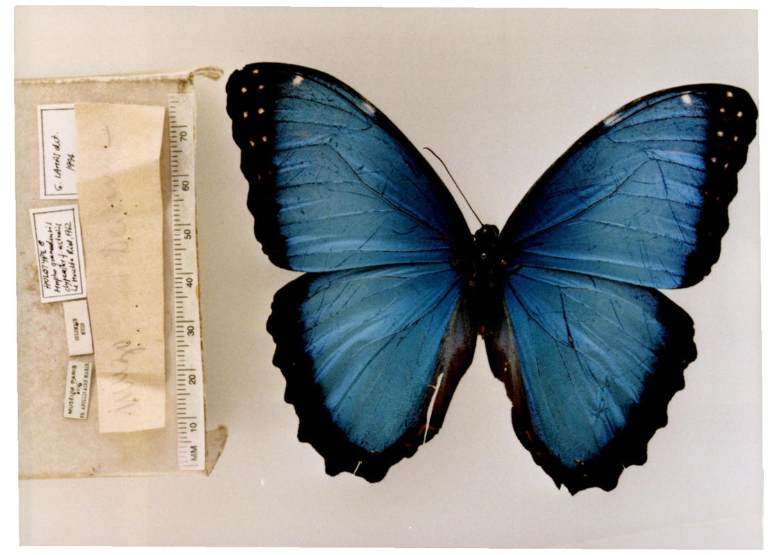 morpho deidamia granadensis