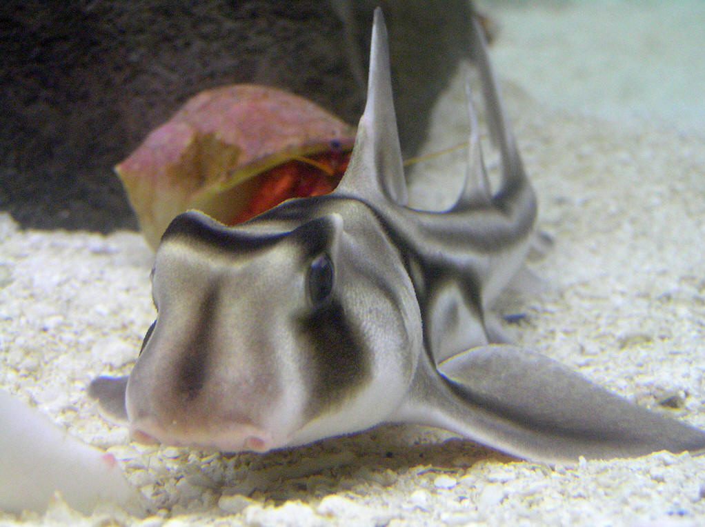  p>角鲨指的是 a href="#" data-lemmaid="3516708">脊索动物门 /a>