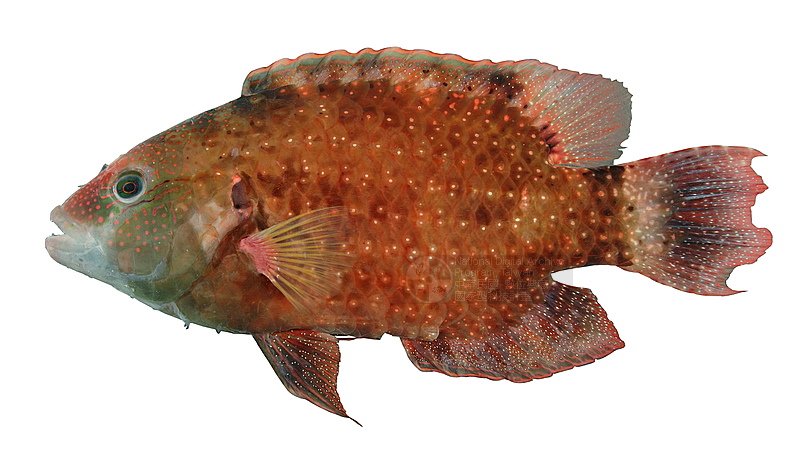  p>绿尾唇鱼,学名: i>cheilinus chlorourus  /i>(bloch, 1791),为 a