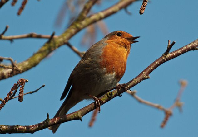  p>红胸鸲(学名: i>erithacus rubecula melophilus /i>),又叫 a