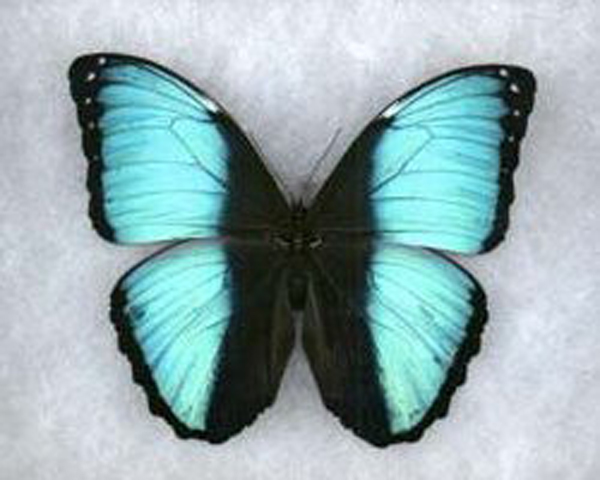  p>鸟形闪蝶, i>morpho pseudagamedes (berliozi /i> le moult &amp