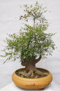 南天竹 小檗科南天竹属植物 百度百科