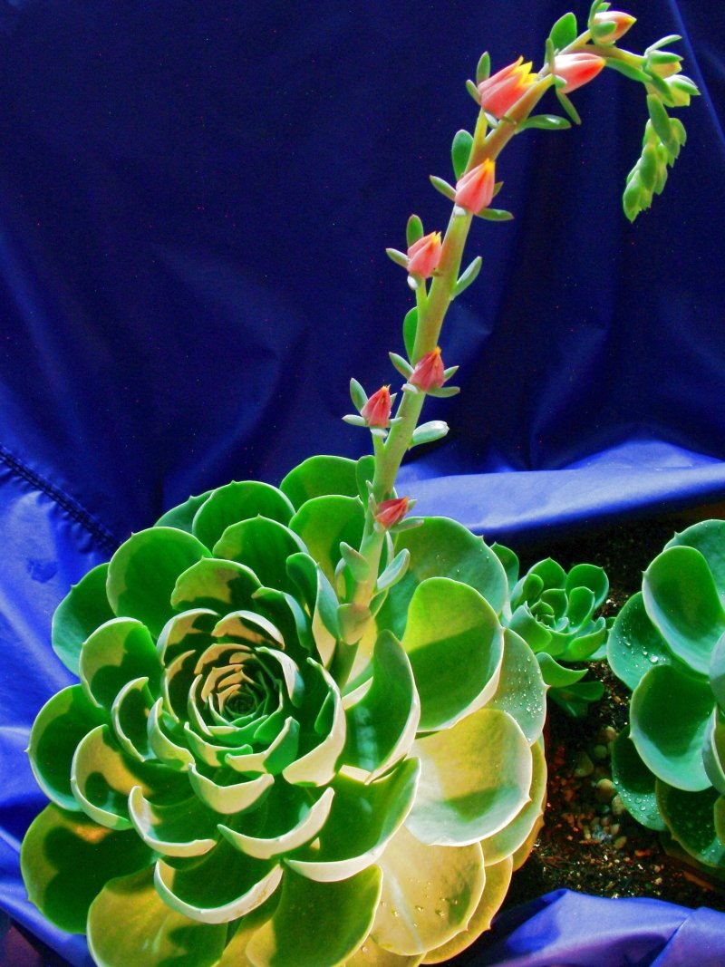 是景天科莲花掌属植物.