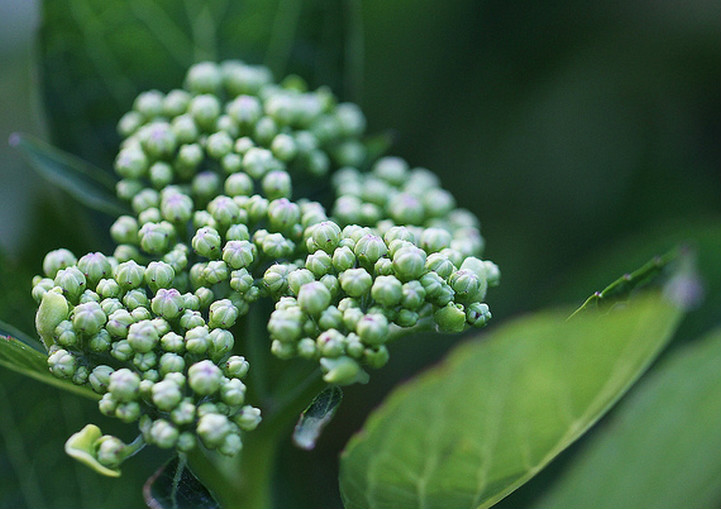  p>东陵绣球(学名: i>hydrangea bretschneideri /i>  dipp)为 a href
