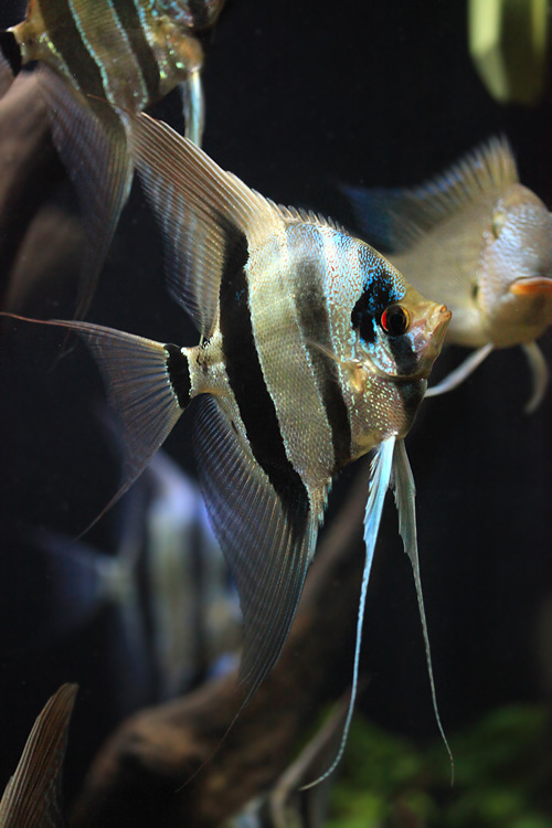  p>埃及神仙(pterophyllum aitum)学名横纹神仙鱼,又称埃及燕鱼,为鲈