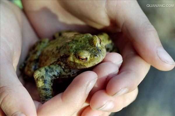  p>蟾蜍,也叫 a target="_blank" href="/item/蛤蟆/3359815" data