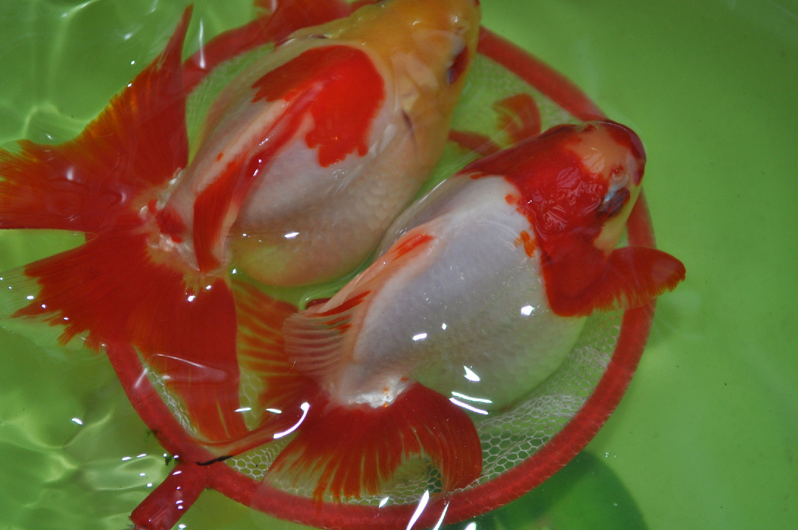  p>镏金金鱼的主要特征是体型短而圆,眼球正常,头尖,各鳍发达,四开