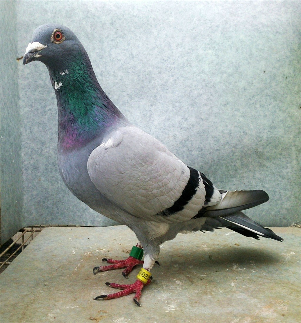  p>银鸽,羽毛呈淡银灰色,属 a target="_blank" href="/item/脊索动物