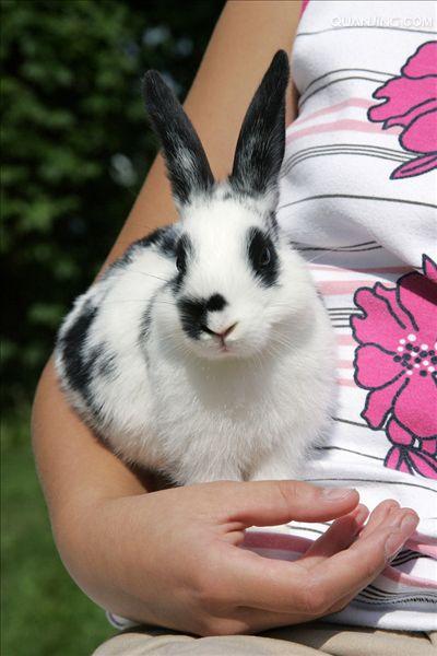 兔宠物