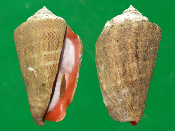  p>红娇凤凰螺(学名: i>conomurex luhuanus /i>) a href="#" data