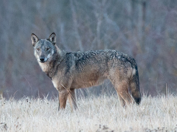  p>国兽( b>national animals /b>):与 a href