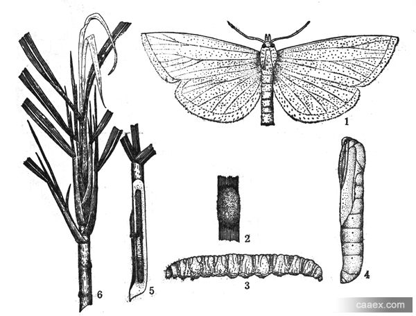  a target="_blank" href="/item/螟蛾科/6244151" data-lemmaid="