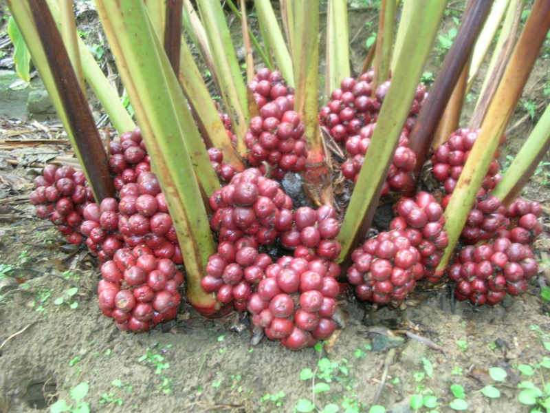  p>草果(学名: i>amomum tsaoko /i> crevost et lemarie)是姜科,豆蔻