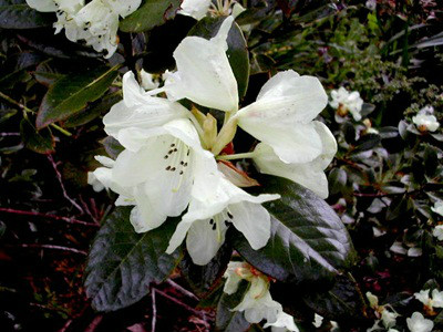  p>褐毛杜鹃(学名: i>rhododendron wasonii /i> hemsl. et wils.