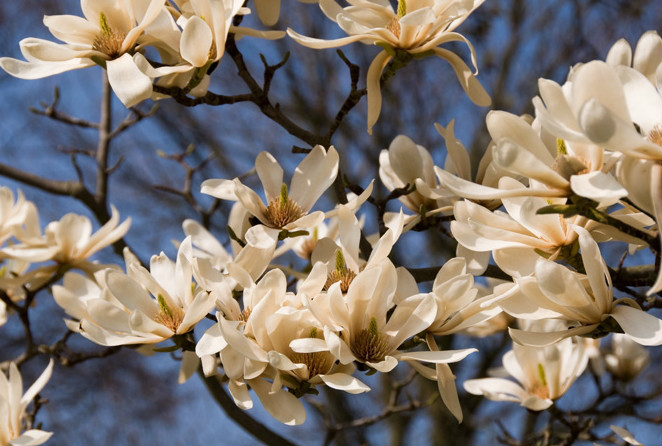  p>武当玉兰(学名: i>yulania sprengeri /i> (pampanini) d. l.