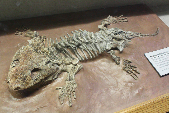  p>蜥螈(seymouria)是产于 a target="_blank" href="/item/北美