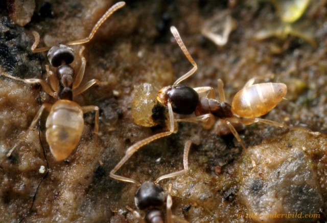  p>臭蚁亚科(dolichoderinae)是主要分布在全球亚