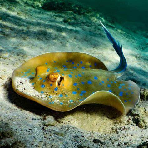  p>蓝斑条尾魟(学名: i>taeniura lymma /i>)是魟科,条尾魟属鱼类.