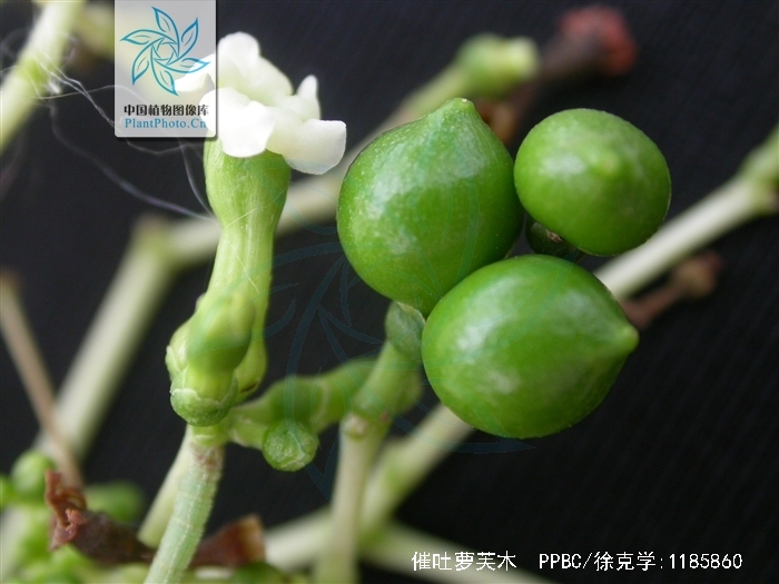  p>催吐萝芙木(学名: i>rauvolfia vomitoria /i> afzel.