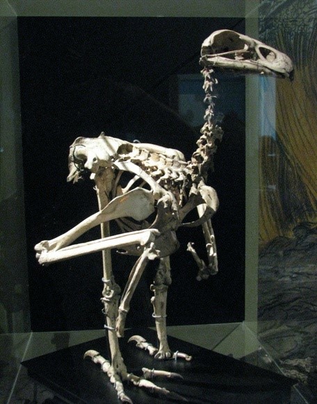  p>哈斯特鹰(学名:harpagornis moorei),是有史以来最大的食肉鸟类之