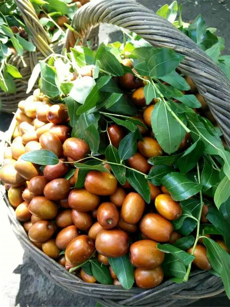 data-lemmaid="7261288">朝阳县 /a>特产,中国国家地理标志产品