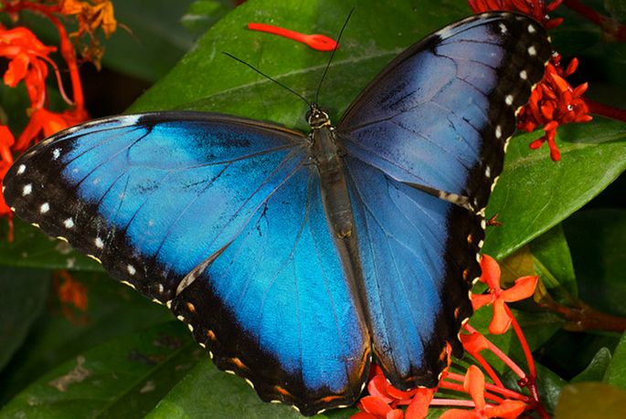morpho helenor