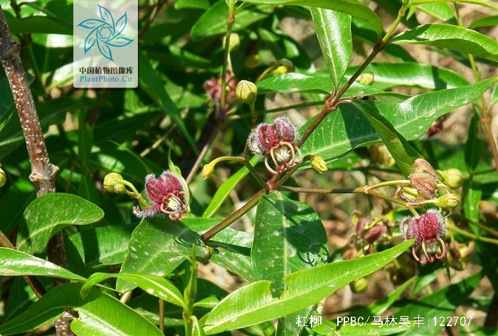 periploca sepium bunge