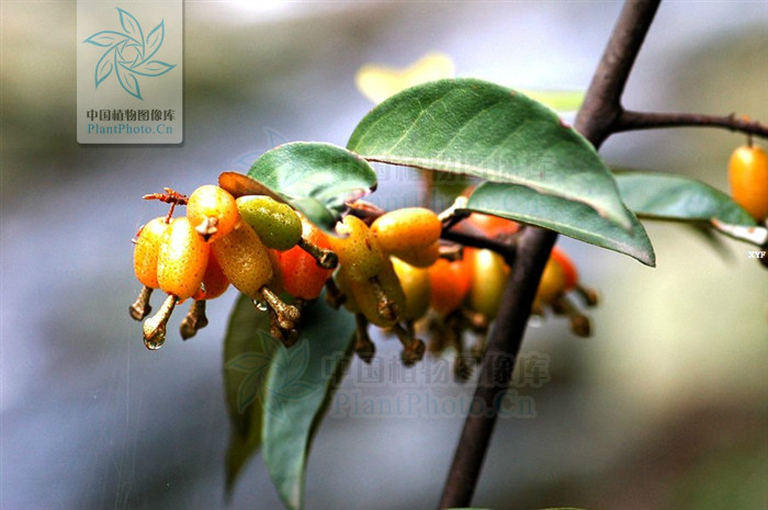  p>巴东胡颓子,别名: a target="_blank" href="/item/铜色叶胡颓子