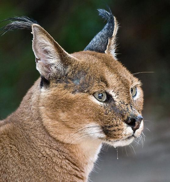  p>狞猫(拉丁学名: i>caracal caracal /i>),体型中等,毛发有许多种