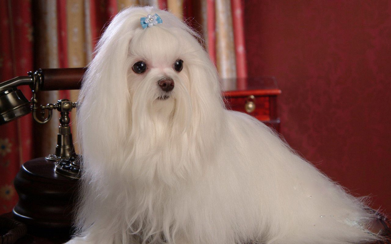  p>马尔济斯犬,英文名maltese,又称马尔他犬,或译成"摩天使".