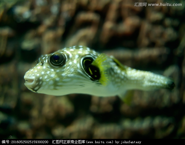 珍珠狗头(观赏鱼)