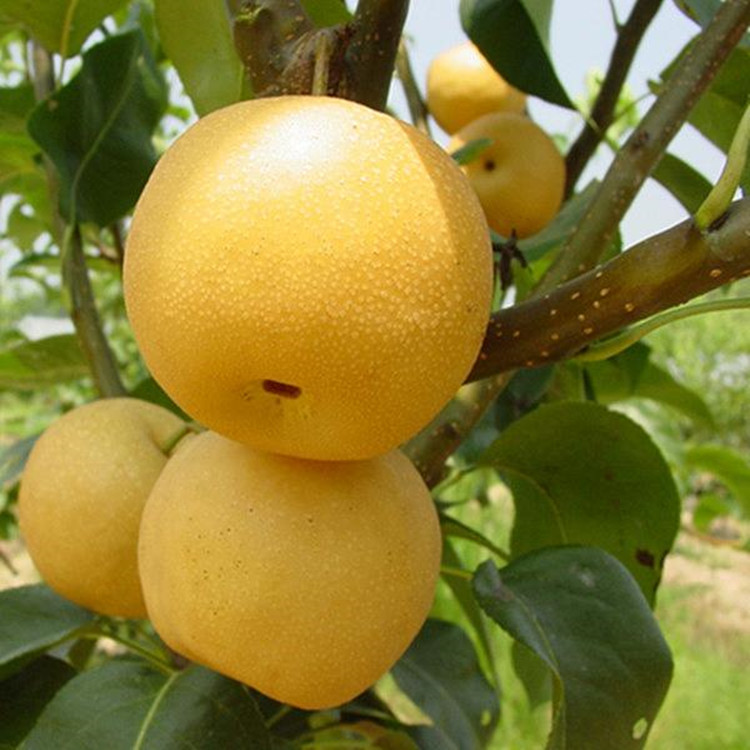  p>金星(原代号79-5-11,又名中梨二号)系 a target="_blank" href="