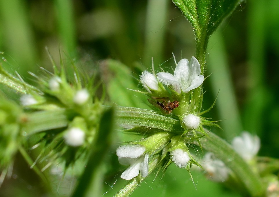  p>(夏至草属lagopsis bunge ex benth.