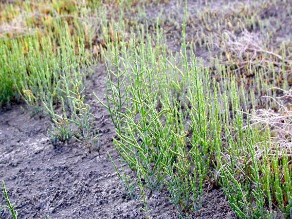  p>盐角草(学名: i>salicornia europaea /i> l.